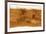 Mars Topographical Map, Satellite Image-Detlev Van Ravenswaay-Framed Photographic Print