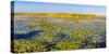 Marsh at edge of Lake Okeechobee, Florida, USA-null-Stretched Canvas