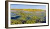 Marsh at edge of Lake Okeechobee, Florida, USA-null-Framed Photographic Print