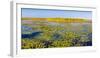 Marsh at edge of Lake Okeechobee, Florida, USA-null-Framed Photographic Print