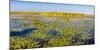 Marsh at edge of Lake Okeechobee, Florida, USA-null-Mounted Photographic Print