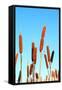 Marsh Bulrush on Celestial Background-basel101658-Framed Stretched Canvas