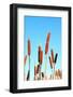 Marsh Bulrush on Celestial Background-basel101658-Framed Photographic Print