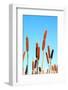 Marsh Bulrush on Celestial Background-basel101658-Framed Photographic Print