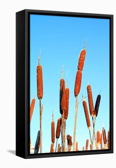 Marsh Bulrush on Celestial Background-basel101658-Framed Stretched Canvas