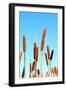 Marsh Bulrush on Celestial Background-basel101658-Framed Photographic Print