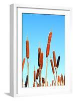 Marsh Bulrush on Celestial Background-basel101658-Framed Photographic Print