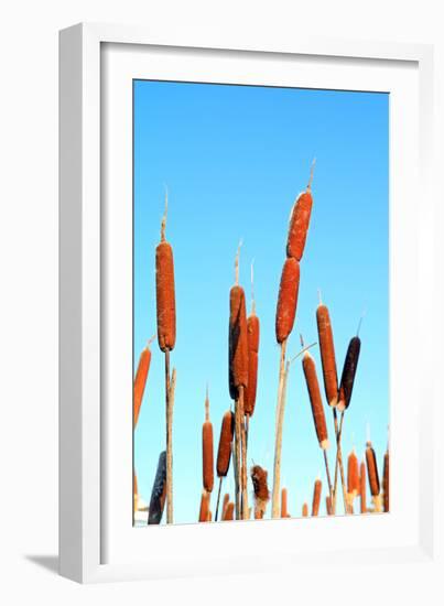 Marsh Bulrush on Celestial Background-basel101658-Framed Photographic Print