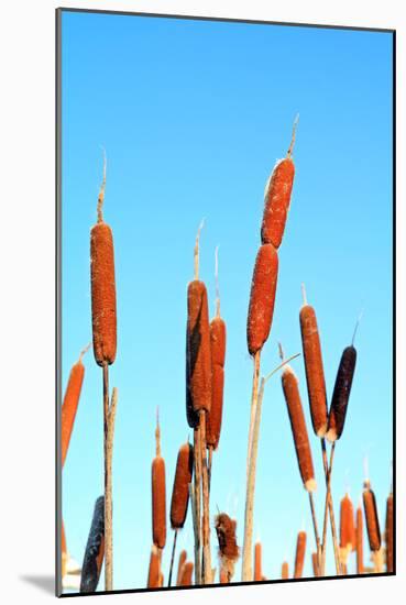 Marsh Bulrush on Celestial Background-basel101658-Mounted Photographic Print