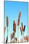 Marsh Bulrush on Celestial Background-basel101658-Mounted Photographic Print