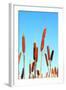 Marsh Bulrush on Celestial Background-basel101658-Framed Photographic Print