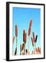 Marsh Bulrush on Celestial Background-basel101658-Framed Photographic Print