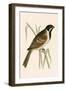Marsh Bunting,  from 'A History of the Birds of Europe Not Observed in the British Isles'-English-Framed Giclee Print