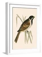 Marsh Bunting,  from 'A History of the Birds of Europe Not Observed in the British Isles'-English-Framed Giclee Print