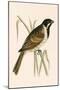 Marsh Bunting,  from 'A History of the Birds of Europe Not Observed in the British Isles'-English-Mounted Giclee Print