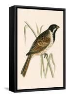 Marsh Bunting,  from 'A History of the Birds of Europe Not Observed in the British Isles'-English-Framed Stretched Canvas