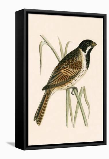 Marsh Bunting,  from 'A History of the Birds of Europe Not Observed in the British Isles'-English-Framed Stretched Canvas