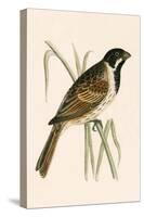 Marsh Bunting,  from 'A History of the Birds of Europe Not Observed in the British Isles'-English-Stretched Canvas