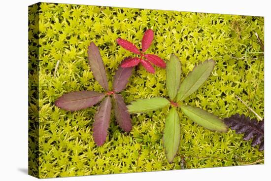 Marsh Cinquefoil, Growing on Bog Surface-null-Stretched Canvas