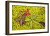 Marsh Cinquefoil, Growing on Bog Surface-null-Framed Photographic Print