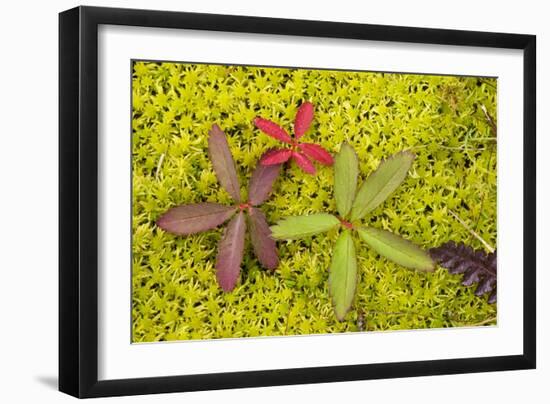 Marsh Cinquefoil, Growing on Bog Surface-null-Framed Photographic Print