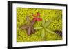 Marsh Cinquefoil, Growing on Bog Surface-null-Framed Photographic Print