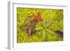 Marsh Cinquefoil, Growing on Bog Surface-null-Framed Photographic Print