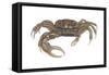 Marsh Fiddler Crab (Uca Pugnax), Crustaceans-Encyclopaedia Britannica-Framed Stretched Canvas