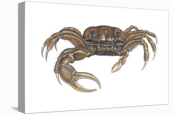 Marsh Fiddler Crab (Uca Pugnax), Crustaceans-Encyclopaedia Britannica-Stretched Canvas