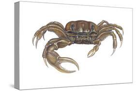 Marsh Fiddler Crab (Uca Pugnax), Crustaceans-Encyclopaedia Britannica-Stretched Canvas