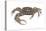 Marsh Fiddler Crab (Uca Pugnax), Crustaceans-Encyclopaedia Britannica-Stretched Canvas