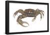 Marsh Fiddler Crab (Uca Pugnax), Crustaceans-Encyclopaedia Britannica-Framed Poster