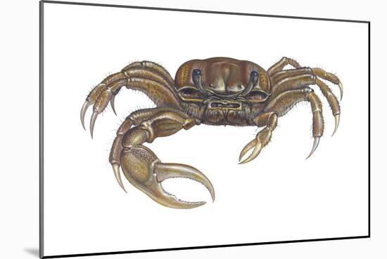 Marsh Fiddler Crab (Uca Pugnax), Crustaceans-Encyclopaedia Britannica-Mounted Poster