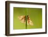 Marsh Fritillary Butterfly {Euphydrayas Aurinia} Backlit on Plant Stem, Dunsdon, Devon, UK. June-Ross Hoddinott-Framed Photographic Print