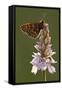 Marsh Fritillary Butterfly {Euphydrayas Aurinia} on Spotted Heath Orchid, Holsworthy, Devon, UK-Ross Hoddinott-Framed Stretched Canvas