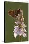 Marsh Fritillary Butterfly {Euphydrayas Aurinia} on Spotted Heath Orchid, Holsworthy, Devon, UK-Ross Hoddinott-Stretched Canvas