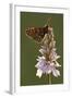 Marsh Fritillary Butterfly {Euphydrayas Aurinia} on Spotted Heath Orchid, Holsworthy, Devon, UK-Ross Hoddinott-Framed Photographic Print