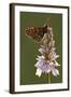 Marsh Fritillary Butterfly {Euphydrayas Aurinia} on Spotted Heath Orchid, Holsworthy, Devon, UK-Ross Hoddinott-Framed Photographic Print