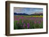 Marsh Gladioli (Gladiolus Palustris) in the Background Jochberg-Bernd Rommelt-Framed Photographic Print