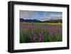 Marsh Gladioli (Gladiolus Palustris) in the Background Jochberg-Bernd Rommelt-Framed Photographic Print