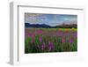 Marsh Gladioli (Gladiolus Palustris) in the Background Jochberg-Bernd Rommelt-Framed Photographic Print