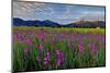 Marsh Gladioli (Gladiolus Palustris) in the Background Jochberg-Bernd Rommelt-Mounted Photographic Print