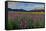 Marsh Gladioli (Gladiolus Palustris) in the Background Jochberg-Bernd Rommelt-Framed Stretched Canvas