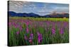 Marsh Gladioli (Gladiolus Palustris) in the Background Jochberg-Bernd Rommelt-Stretched Canvas