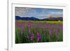 Marsh Gladioli (Gladiolus Palustris) in the Background Jochberg-Bernd Rommelt-Framed Photographic Print