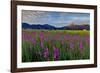 Marsh Gladioli (Gladiolus Palustris) in the Background Jochberg-Bernd Rommelt-Framed Photographic Print