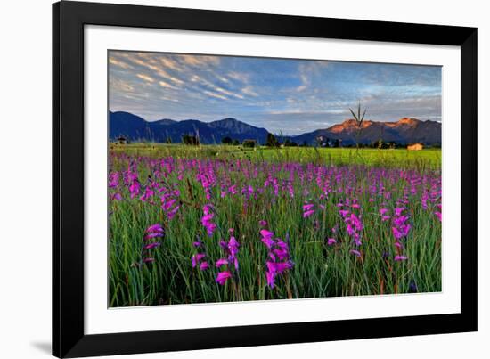 Marsh Gladioli (Gladiolus Palustris) in the Background Jochberg-Bernd Rommelt-Framed Photographic Print