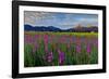 Marsh Gladioli (Gladiolus Palustris) in the Background Jochberg-Bernd Rommelt-Framed Photographic Print