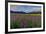 Marsh Gladioli (Gladiolus Palustris) in the Background Jochberg-Bernd Rommelt-Framed Photographic Print