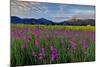Marsh Gladioli (Gladiolus Palustris) in the Background Jochberg-Bernd Rommelt-Mounted Photographic Print